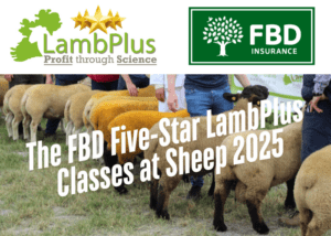 The FBD Five-Star LambPlus Classes at Sheep 2025