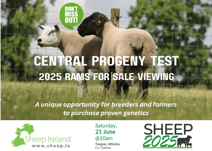 You are currently viewing CPT rams viewing at Sheep 2025. A unique opportunity to purchase proven genetics.