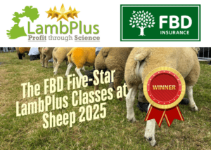 Sheep 2025 Winners of the FBD Five-Star Ram Lamb LambPlus Classes