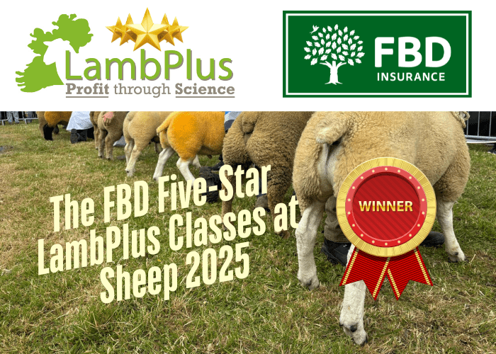 You are currently viewing Sheep 2025 Winners of the FBD Five-Star Ram Lamb LambPlus Classes