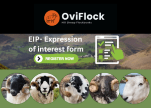OviFlock EIP – Hill sheep flockbooks – Expression of interest form