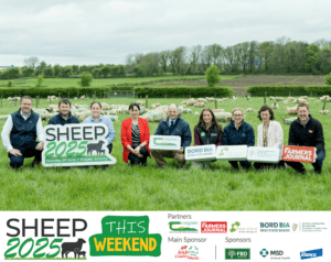 Read more about the article Sheep 2025 Open Day is taking place this Saturday 21st of June!
