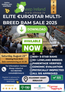 Read more about the article This Saturday is the Sheep Ireland €uroStar Multi-Breed Ram sale 2025! View the Catalogue here: