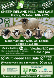 Read more about the article Sheep Ireland’s Multi-breed Hill Ram sale 2025