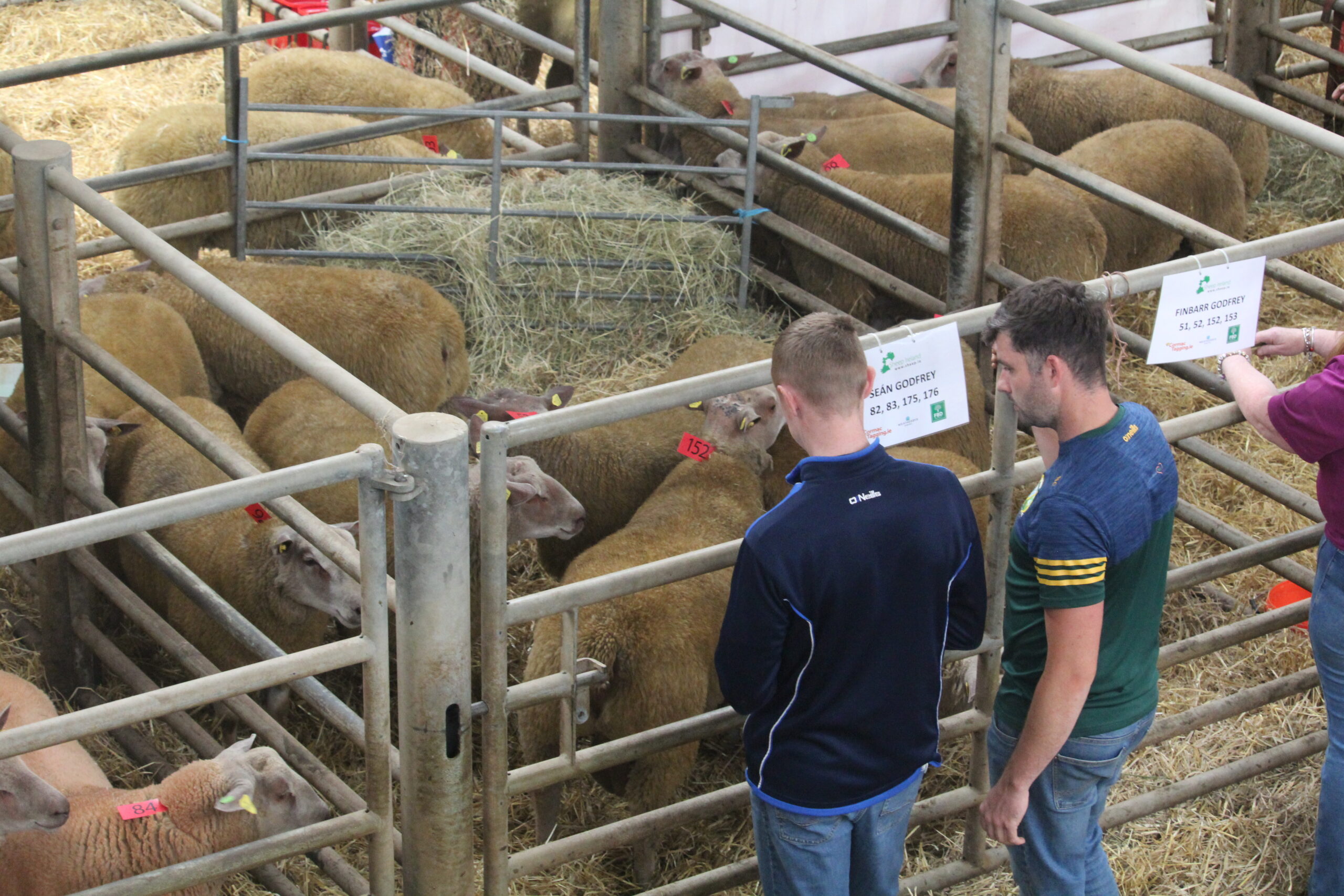 You are currently viewing How to use the €uro-Stars information when buying rams?