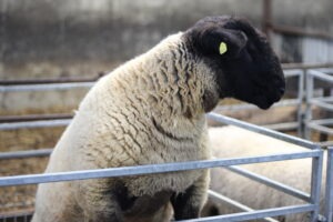 Read more about the article Do you want your ram in the CPT this year? Contact us