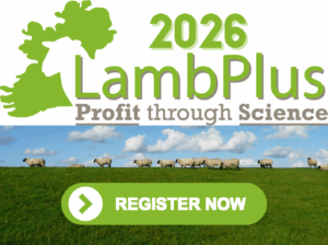 Read more about the article LambPlus programme 2026 is now open!