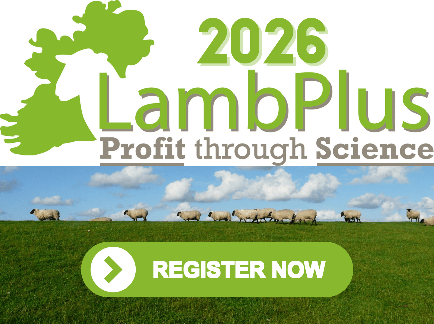 You are currently viewing LambPlus programme 2026 is now open!
