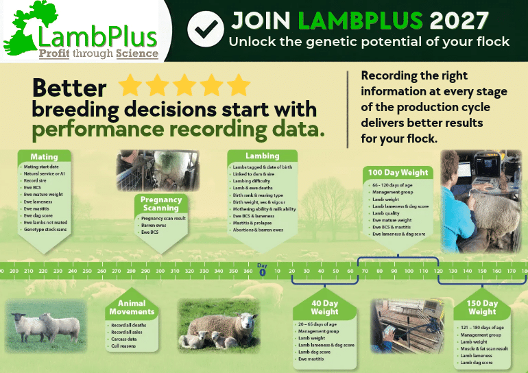 You are currently viewing LambPlus Recording Timeline
