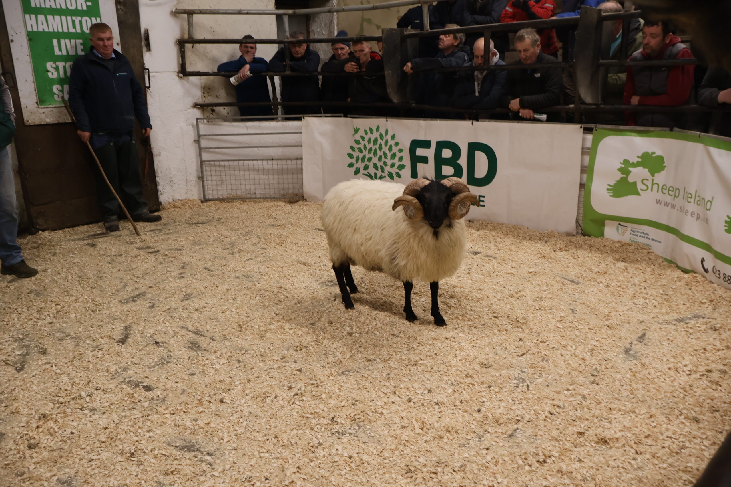 You are currently viewing Sheep Ireland’s Hill Ram Sale Report 2025