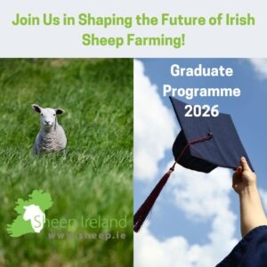 Read more about the article Sheep Ireland Graduate Programme 2026 open now!