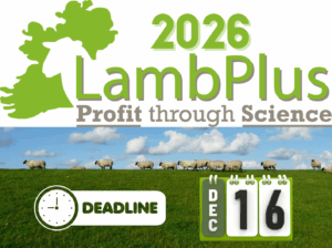 Read more about the article Join LambPlus for 2026 now. Signups will close on the 16th of December!