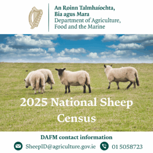 Read more about the article DAFM communication: 2025 National Sheep Census