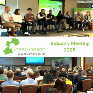 Read more about the article The National Sheep Breed Improvement Programme is ready to level up in Breeding Efficiency