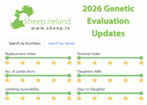 Read more about the article Updates being introduced in the 2026 Sheep Genetic Evaluations
