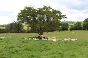 Read more about the article How to record on-farm deaths?