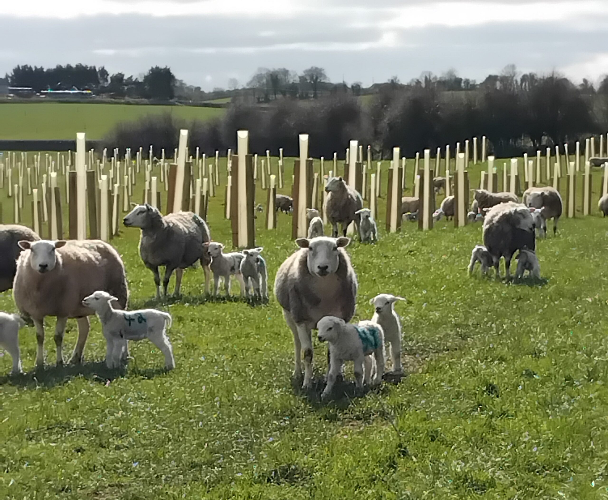 You are currently viewing Understanding the importance of Number of Lambs Born (NLB) records