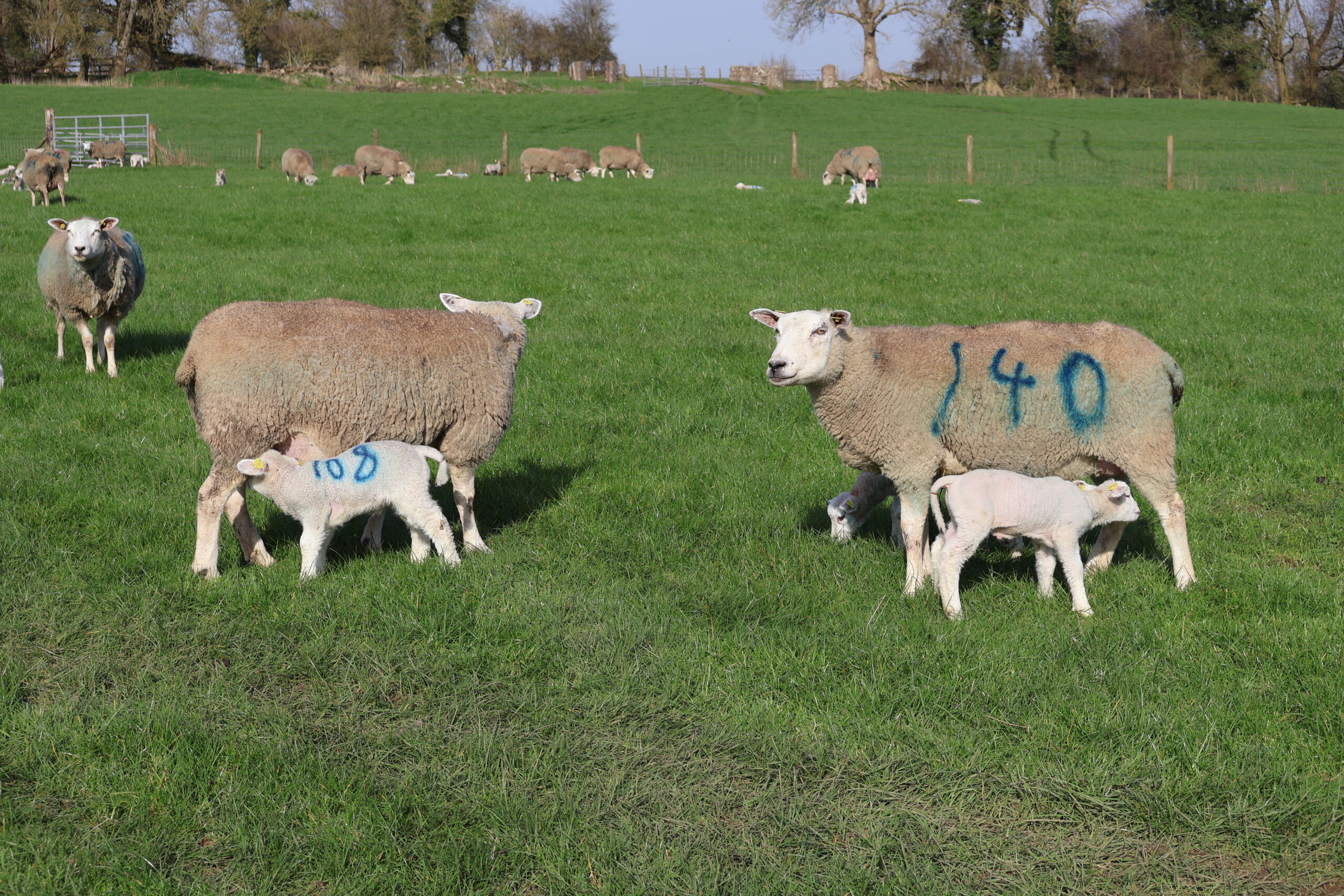 You are currently viewing CPT 2026 Lambing underway!