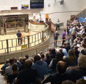 Sheep Ireland 2026 Elite €uroStar Multi-Breed Ram sale