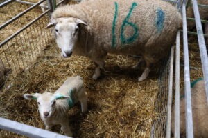 CPT DNA collection & lambing data recording