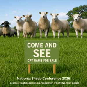 Come and see the CPT rams for sale at the National Sheep Conference!