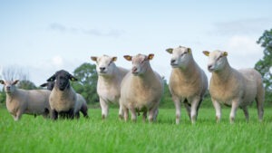Read more about the article Nominations Open for the CPT Breeding Programme 2026