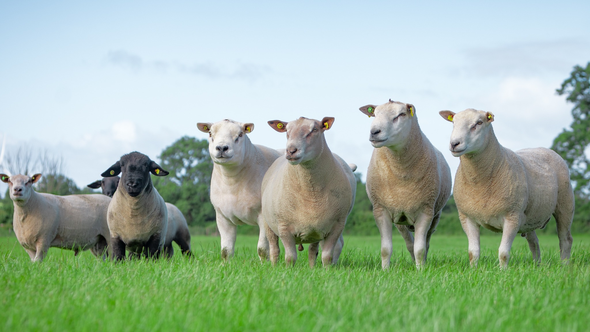 You are currently viewing Nominations Open for the CPT Breeding Programme 2026