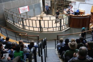 Read more about the article Sheep Ireland’s €urostar Multibreed Sale Report 2026