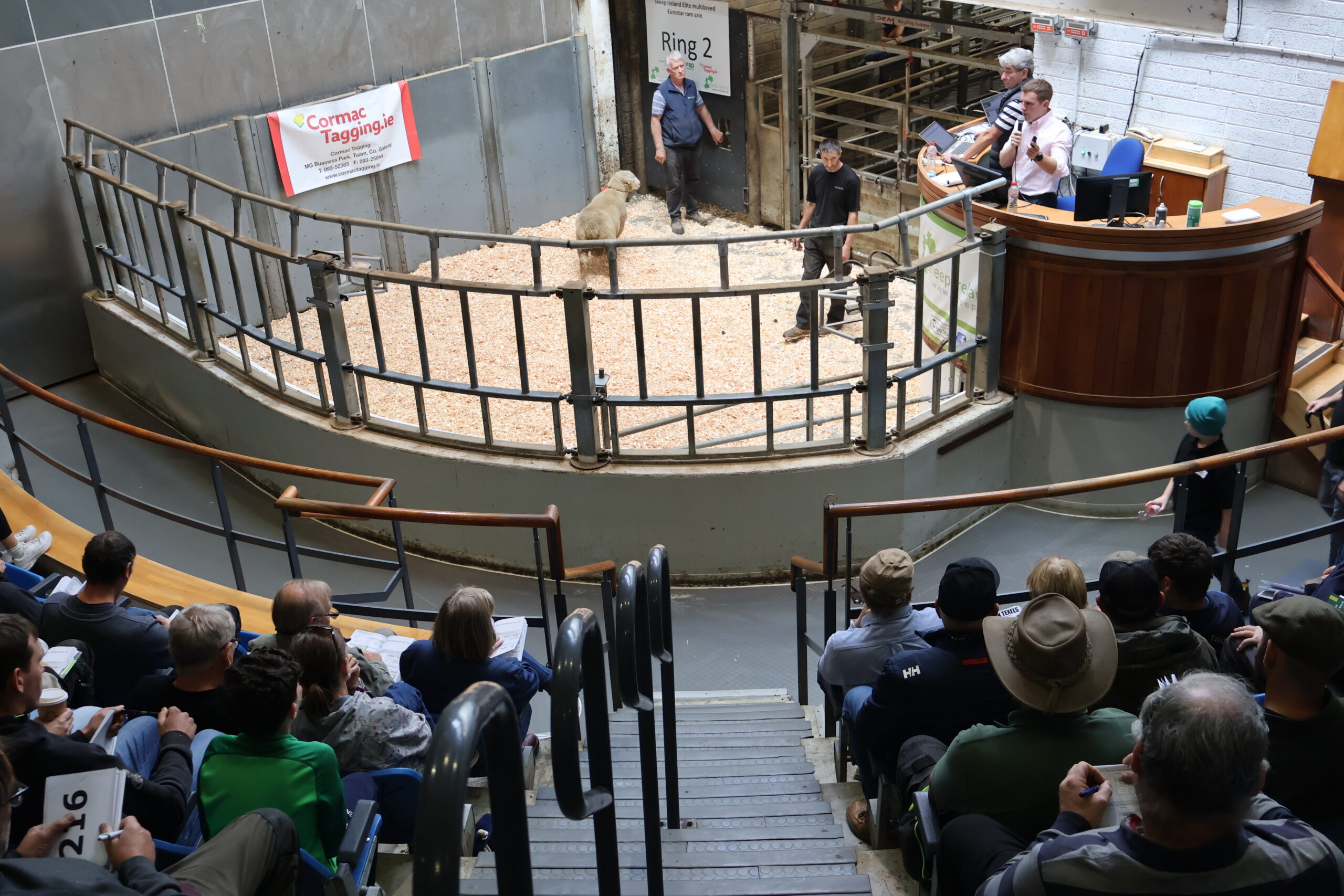 You are currently viewing Sheep Ireland’s €urostar Multibreed Sale Report 2026