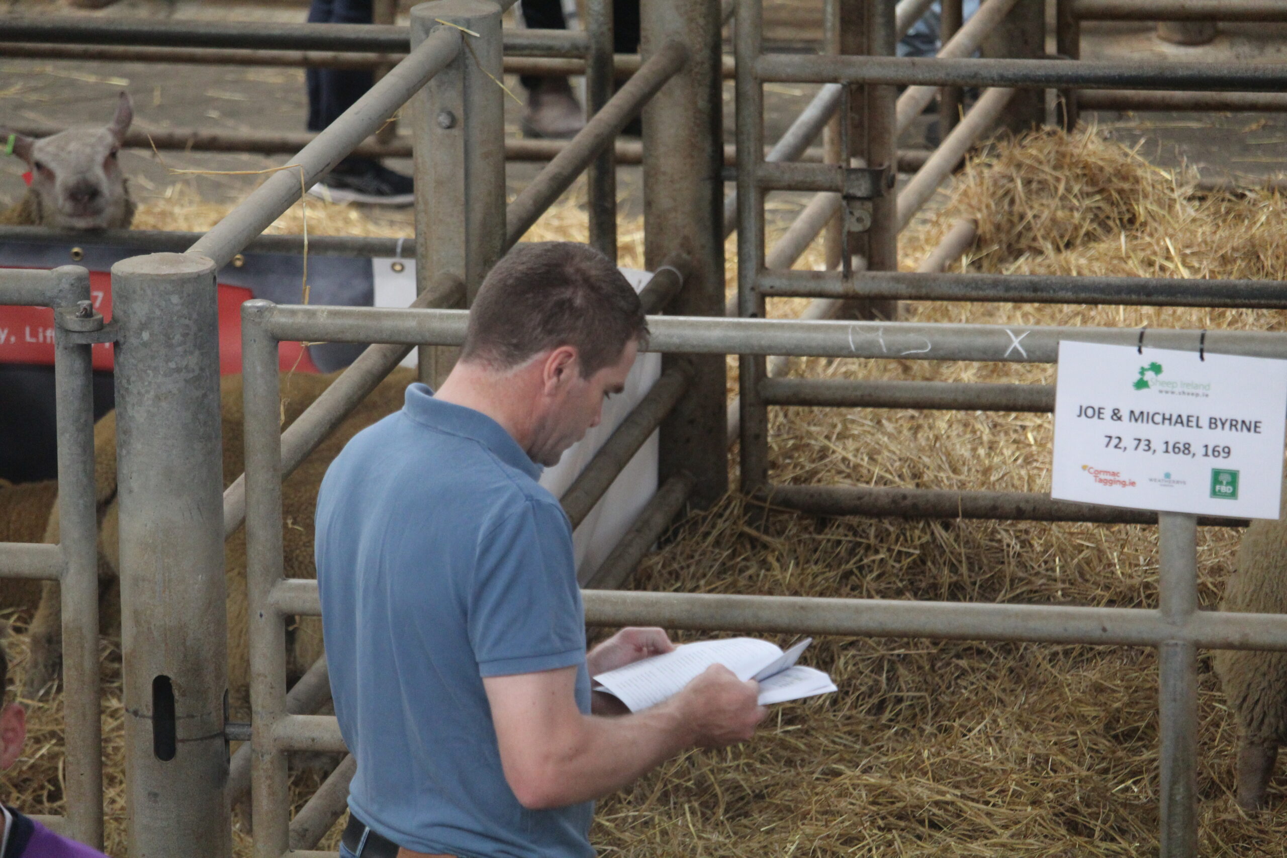 You are currently viewing Finding the right ram for your flock using Eurostars
