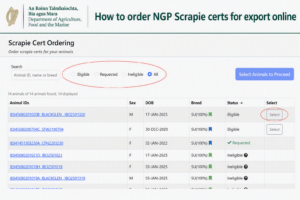 Read more about the article How to order NGP Scrapie certs for export online