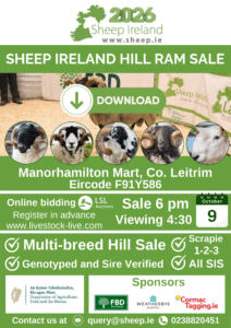 Read more about the article This Friday 9th! Multi-breed Hill Ram sale 2026. Download catalogue here.