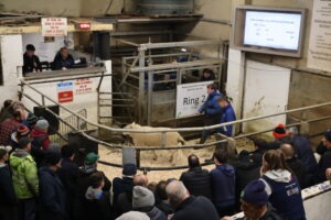 Read more about the article Sheep Ireland’s Hill Ram Sale Report 2026