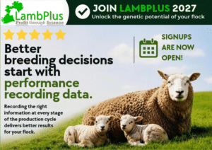 LambPlus programme 2027 is now open!