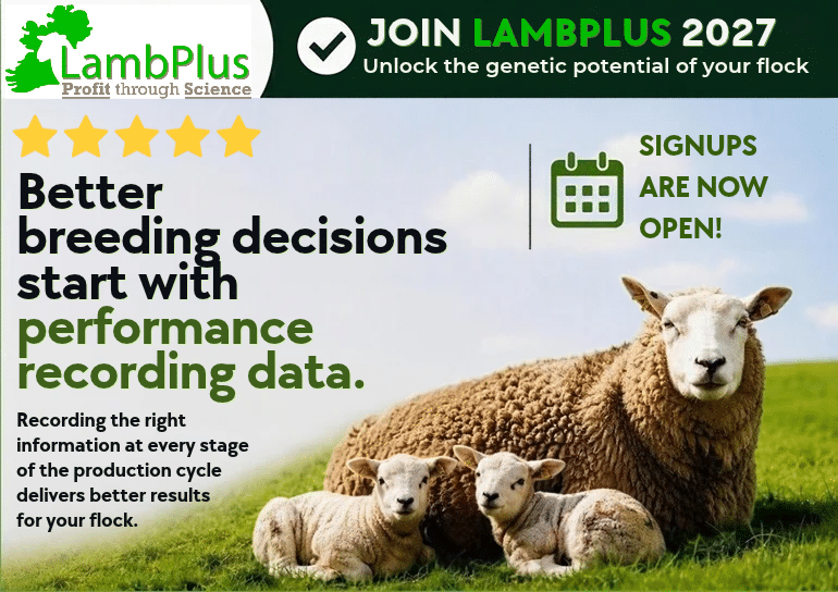 You are currently viewing LambPlus programme 2027 is now open!