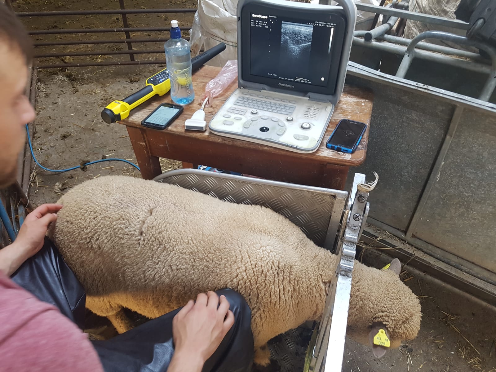 Weekly Update 25/05/18 Sheep Ireland