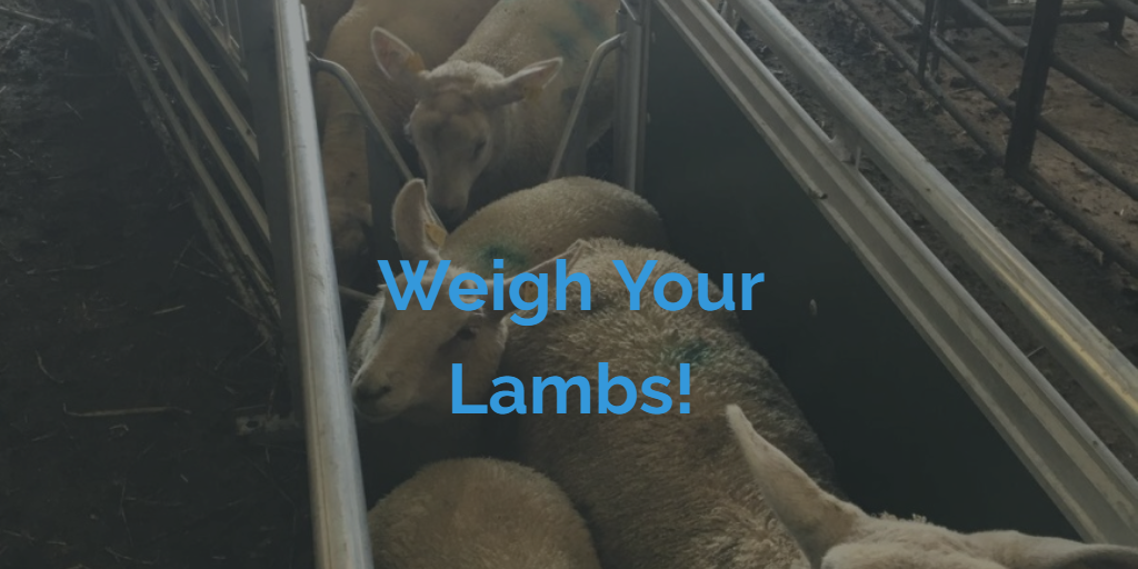 Don’t Forget to Record 40 Day Weights! Use the LambPlus App!