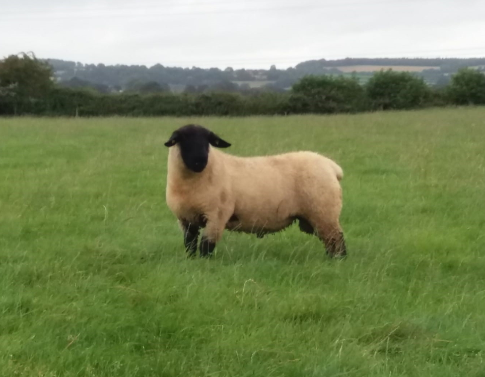 Top priced Suffolk entry - Lot 195 from J&F Jeffrey