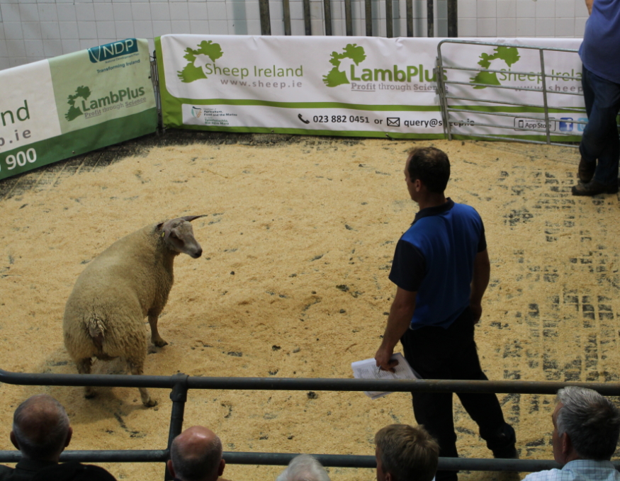 Lot 32 from breeder Simon Brown (Kilkenny) who sold for €900.