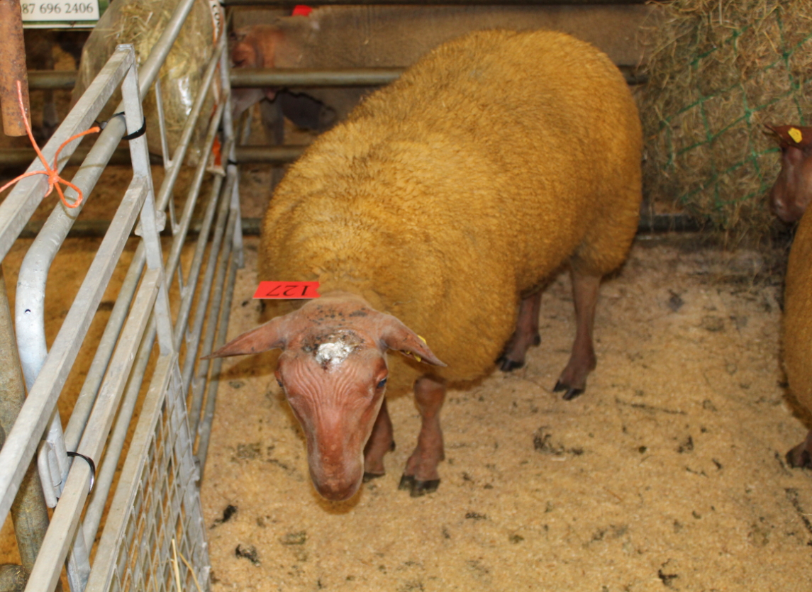Rouge Lot 127 from Oliver Keaskin (Cavan) sold for €350