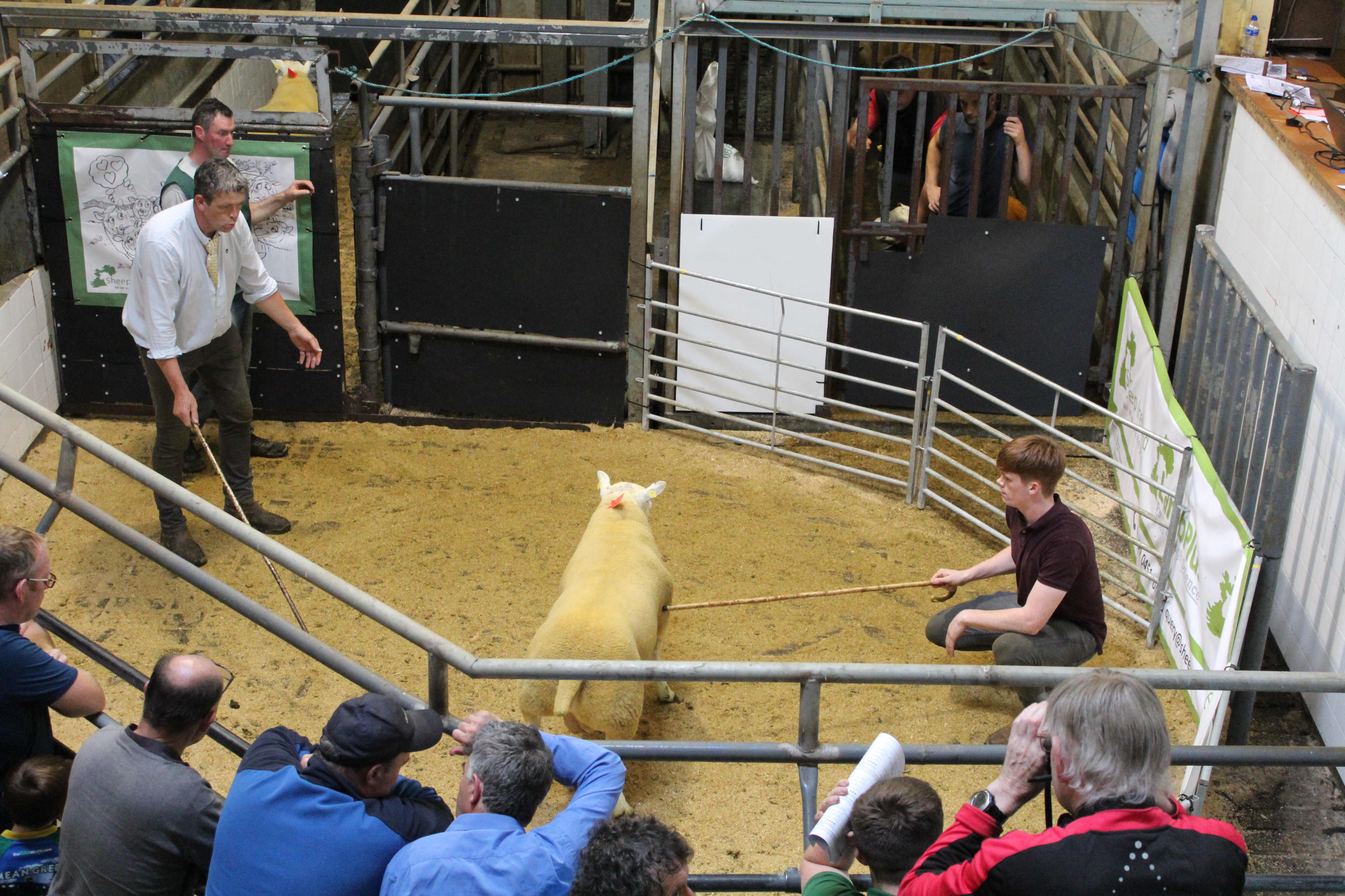 Below: A hogget ram from the Ryan family in Co.Kildare. The Ryans sold the top priced ram of the sale for a price of €1160